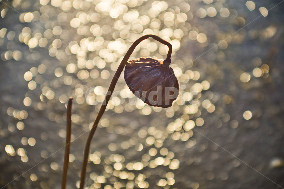 연,연씨방,겨울,아침빛,얼음판,연줄기,식물,자연,plants,nature,꽃,flower,휴식,힐링,rest,relaxation,healing