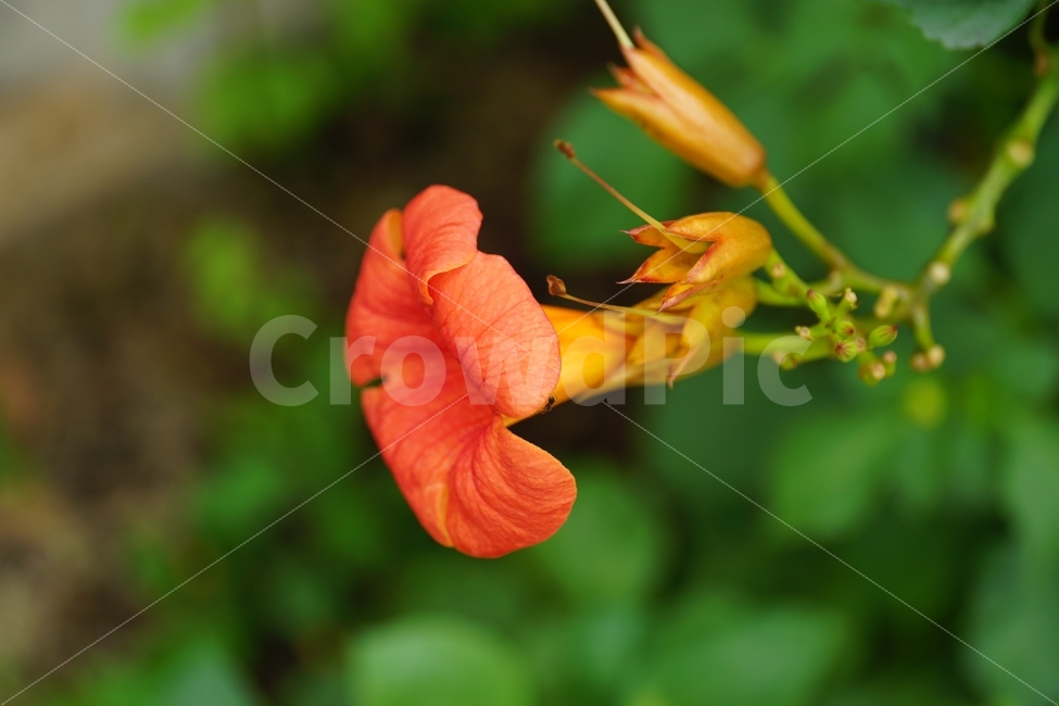능소화,꽃,플라워,식물,자연,flower,nature,식물,자연,plants,nature,꽃,flower