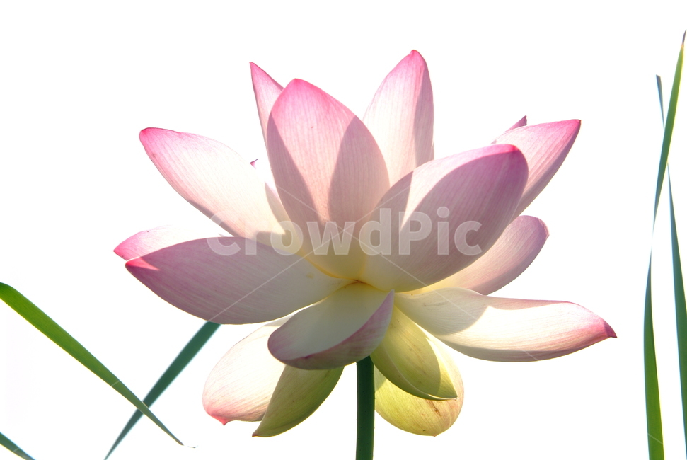 연꽃,연,꽃잎,lotus,수련,꽃,식물,자연,plants,nature,꽃,flower