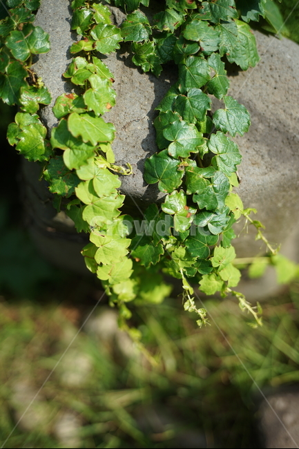 바위,담쟁이,덩쿨,산,자연,녹색,식물,자연,plants,nature