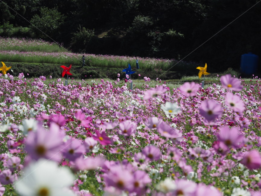 코스모스,바람개비,분홍색,북천,하동,가을,가을,계절,fall,autumn,season,식물,자연,plants,nature,꽃,flower,blossom,geranium,제라늄,plant