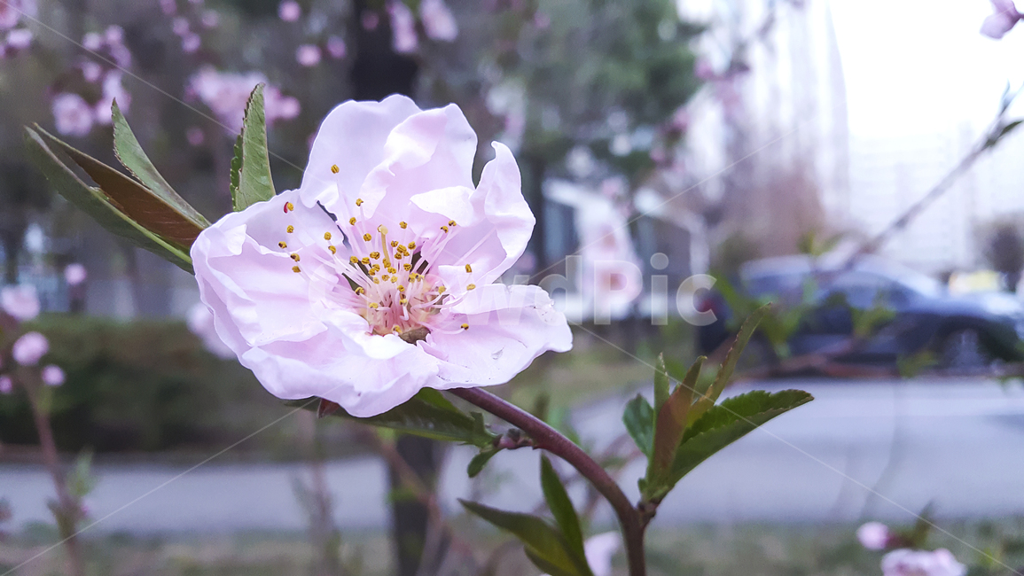 봄꽃,매화,분홍색,분홍꽃,봄,계절,꽃나무,나무,식물,배경화면,자연,flowers,blossom,tree,flowertree,background,nature,plants,spring,springflowers,pink,pinkflowers,plumblossom