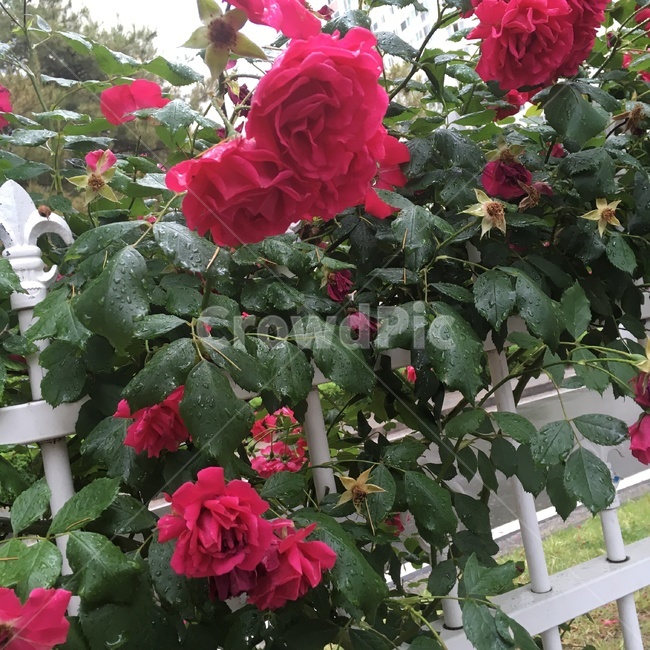 출근길,산책,아침,흐림,보도,출근,길,길가,인도,산보,장미,꽃,장미동쿨,장미울타리,울타리,꽃잎,꽃송이,빨간색,빨간꽃,열정
