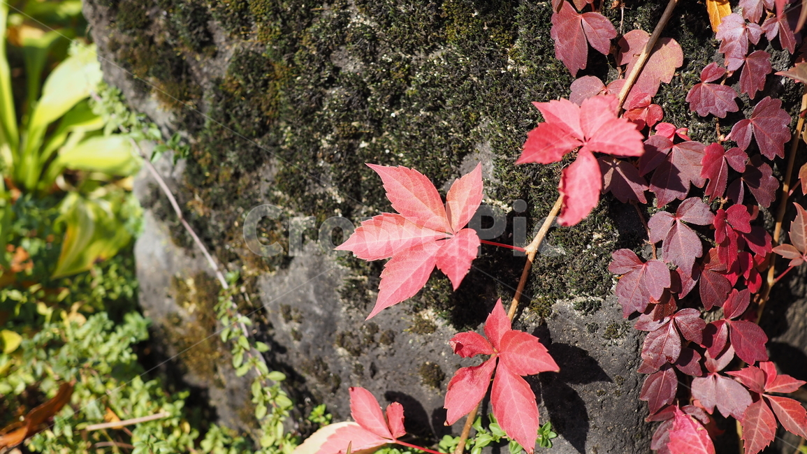 식물,잎,단풍,가을,덩쿨,leaf,plant,autumn,vine,가을,계절,fall,autumn,season,tree,나무