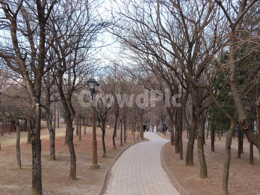 산책로,겨울,나뭇가지,외로움,낮,공원,가로수,사계절,한국,식물,잡초,흙,trail,winter,tree,loneliness,daytime,park,avenue,fourseasons,korea,plants,weeds,dirt,겨울,계절,winter,season,자연,풍경,nature,landscape,식물,plants,나무,trees,wood,plant,tree trunk,나무 줄기
