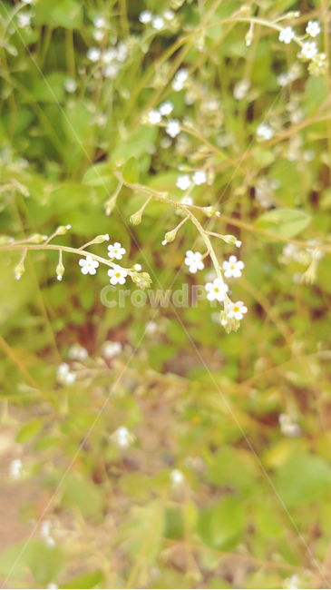 들꽃,야생화,하얀꽃,wildflower,flower
