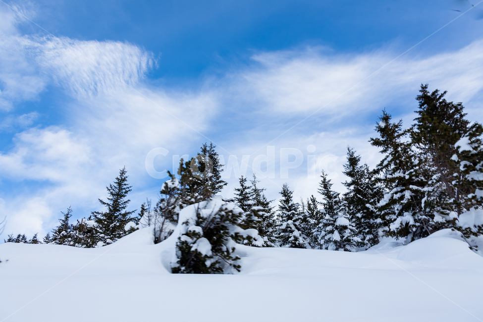 융프라우,알프스산맥,스위스,눈,겨울,산,겨울,계절,winter,season,자연,풍경,nature,landscape,해외,외국,세계,foreign,oversea,world,세계자연풍경,해외자연풍경,외국자연풍경,world nature landscape,plant,식물,tree,나무,abies,아비,fir,전나무