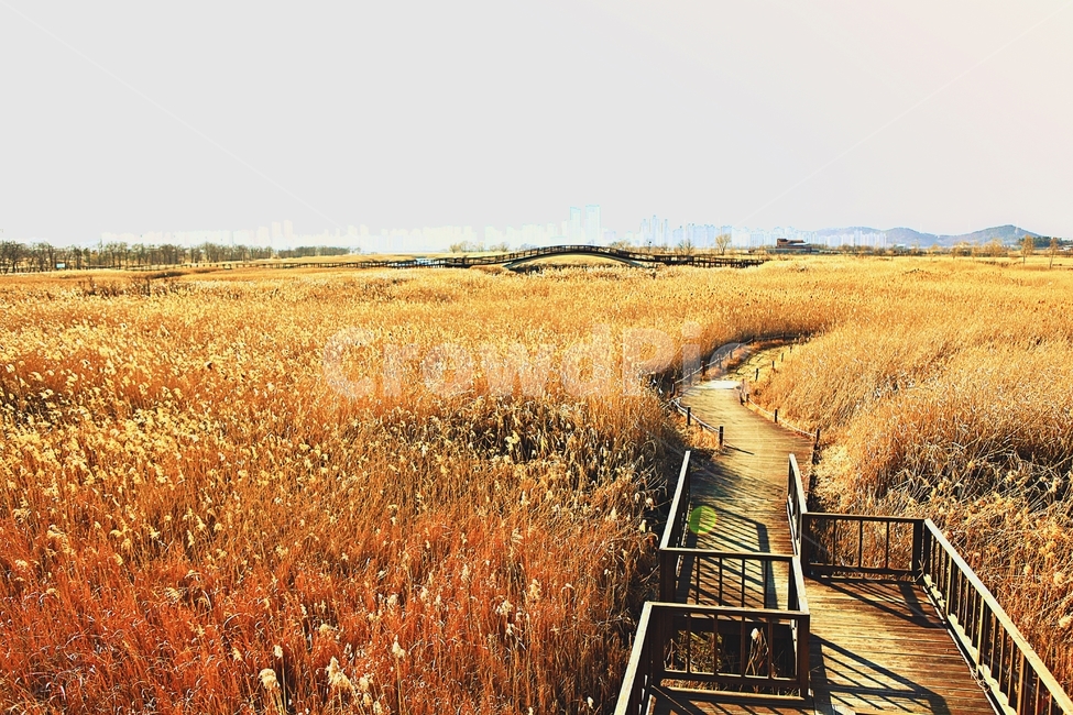 오솔길,갈대숲,생태공원,길,풍경,배경,자연,자연,풍경,nature,landscape,한국자연풍경,한국자연경관,korea nature landscape,outdoors,옥외