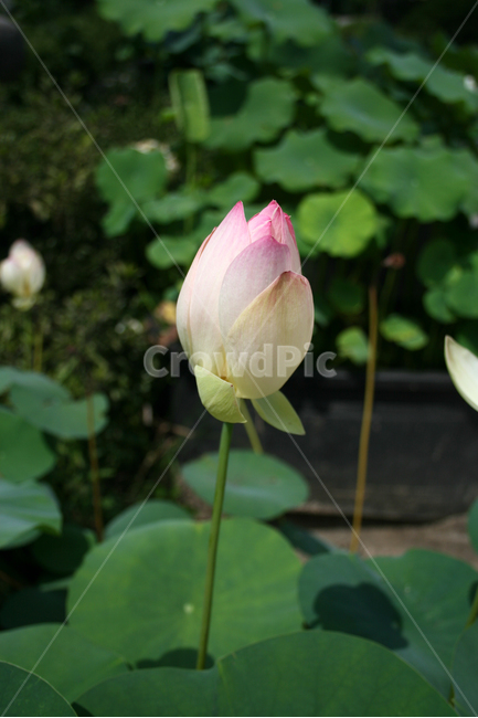 연꽃,식물,flower,plants,nature,꽃,연잎,식물,자연,plants,nature,꽃,flower