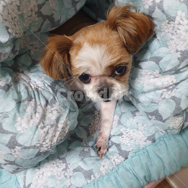 동물,pet,strap,animal,강아지,개,puppy,dog,시츄,shihtzu,개,강아지,dog,doggy
