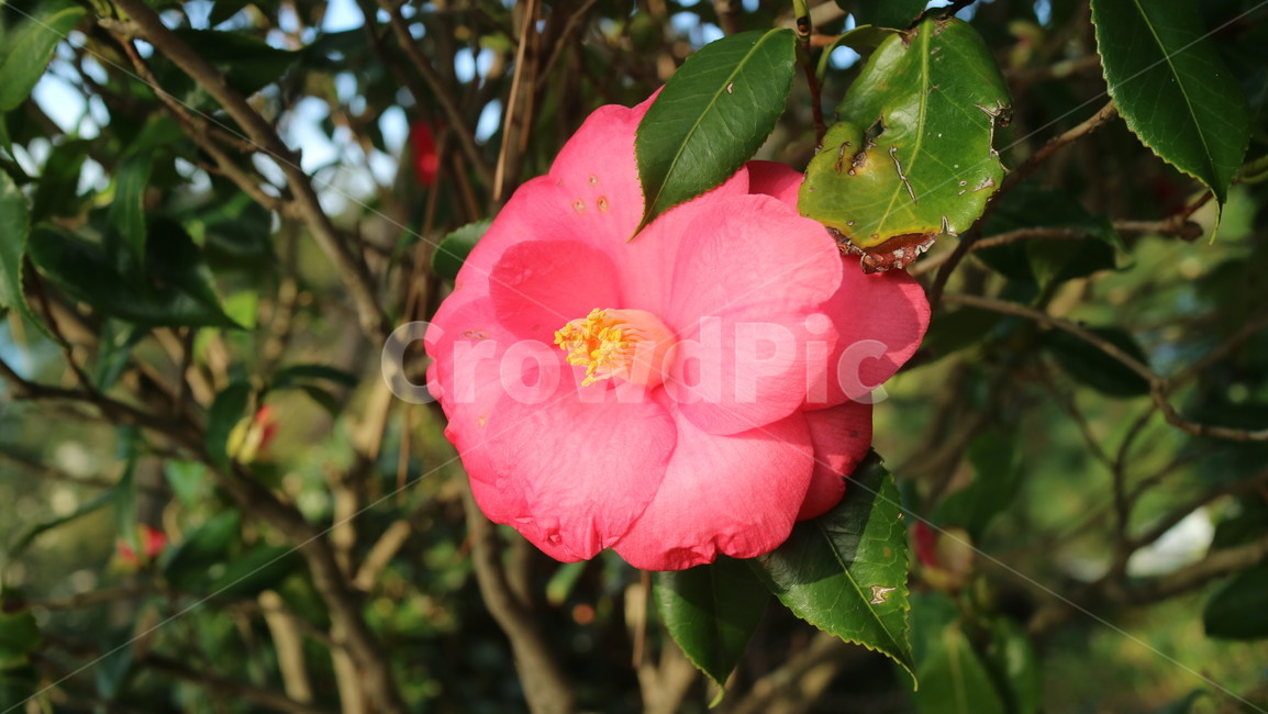 동백,동백꽃,꽃,자연,plant,식물,camellia