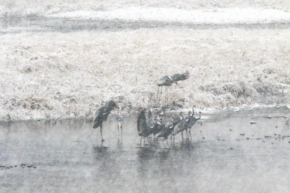두루미,재두루미,눈오는날,철원,비행,겨울,계절,winter,season,동물,animal,조류,새,birds