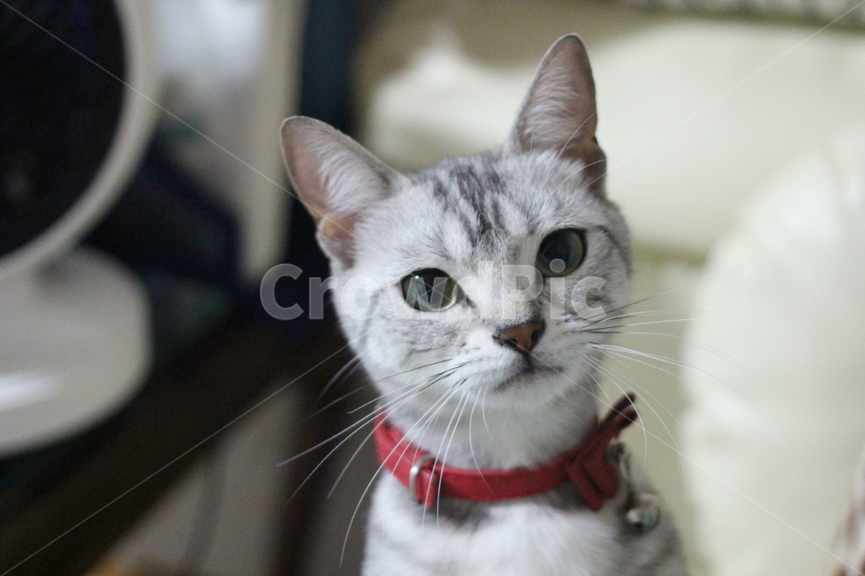 고양이,반려동물,애완동물,동물,반려묘,포유류,성묘,호기심,아메리카숏헤어,아메숏,아메리칸쇼트헤어,실버태비,애교,야옹이,야옹,cat,kitten,kitty,animal,animals,pet,mammal,americanshorthair,동물,animal,포유류,mammal,고양이,cat,kitten,kitty