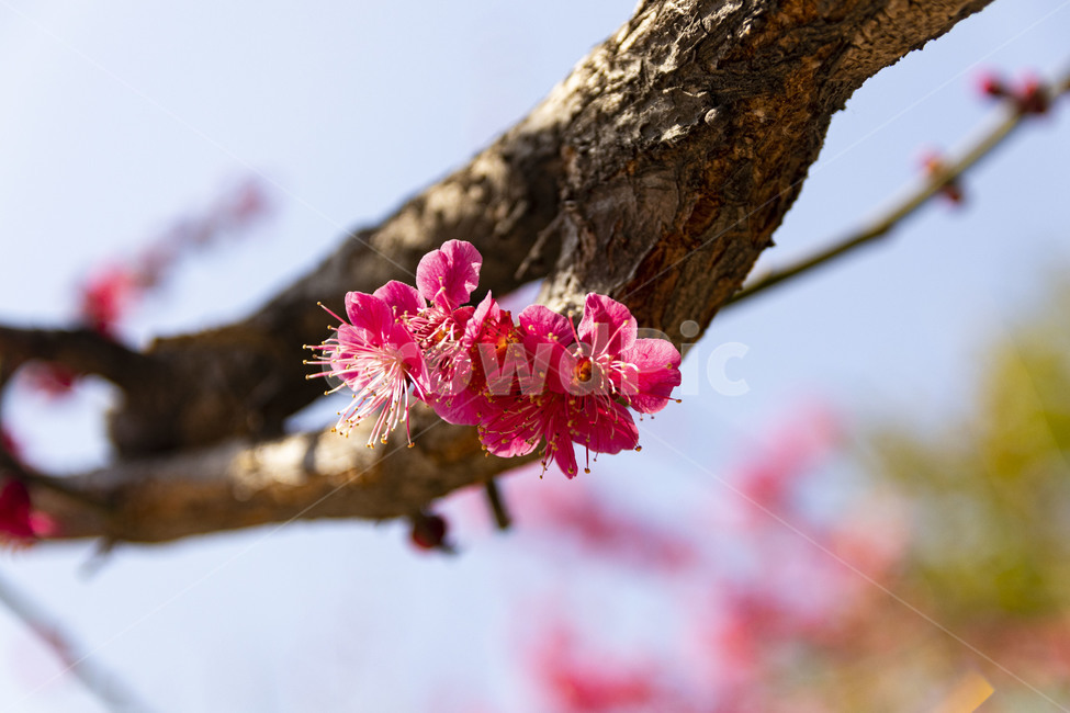 매화,매화꽃,홍매화,redplumflower,plumblossom,blossom,꽃,봄꽃,봄,계절,spring,season