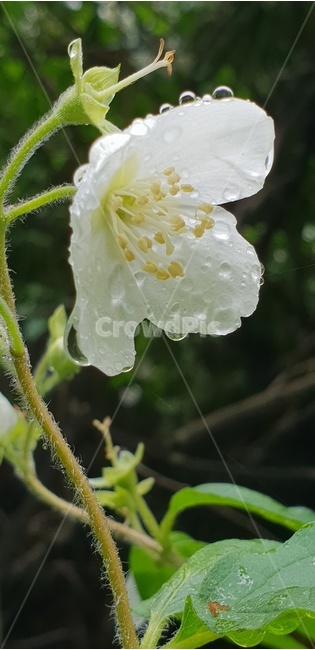 plant,pollen,오이풀꽃,야생화,산에꽃