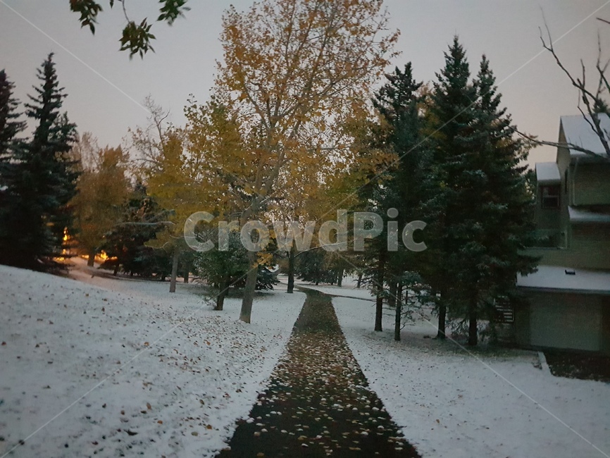 첫눈,눈,풍경,경치,캘거리,snow,겨울,계절,winter,season
