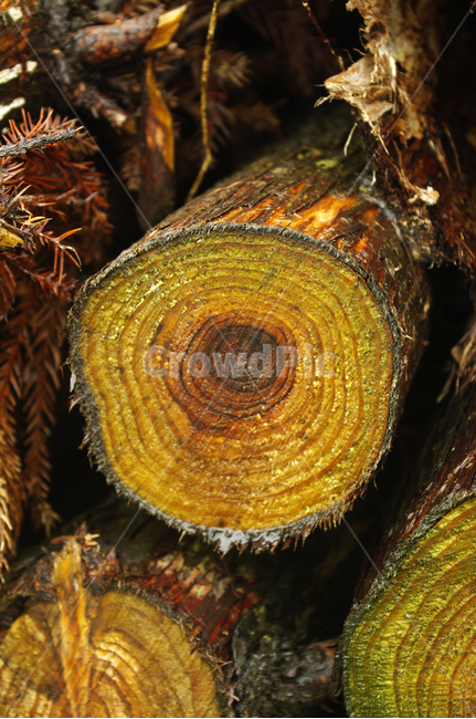 나무,나무테,식물,plant,목재,나무,trees,wood
