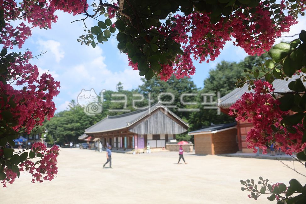 배롱나무꽃,선운사,선운사배롱나무꽃,사찰,꽃,절