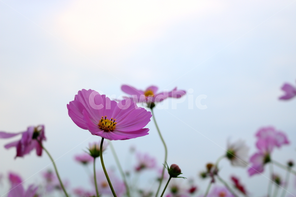 코스모스,꽃,코스모스꽃,식물,자연,야생화,들꽃,가을,국화과,가을,계절,fall,autumn,season,식물,자연,plants,nature,꽃,flower,plant,geranium,제라늄,blossom