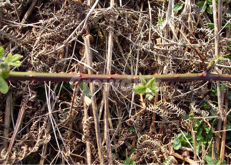찔레꽃,덩굴식물,스코틀랜드,스트란라해안가,바닷가,봄,식물,자연,plants,nature