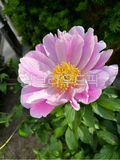 flower, 꽃, 작약, 식물, 봄꽃, 사진,이미지,일러스트,캘리그라피 - 줄리브라운작가