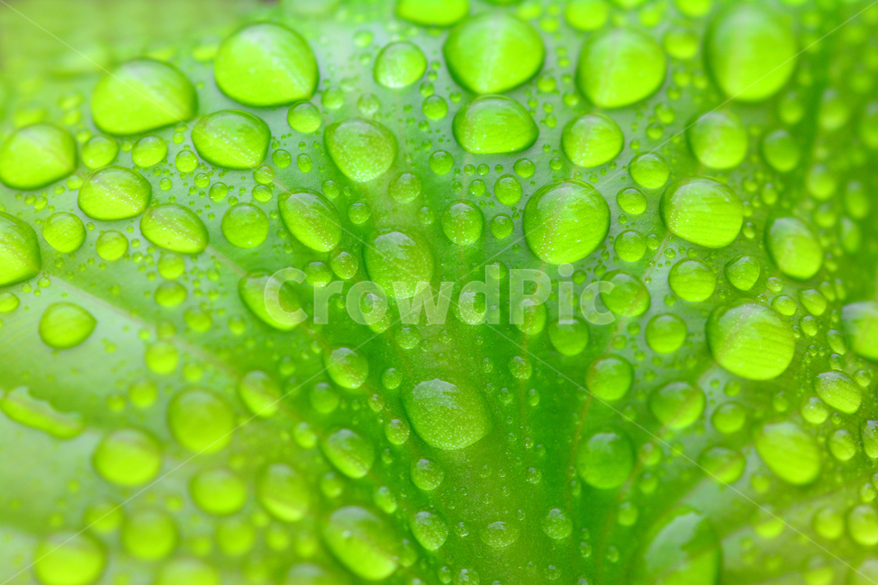이슬,물방울,풀잎이슬,투명,빗방울,봄비,dew,water,맺히다,방울방울,plant,green,초록,싱그러운,신선한,맑은,아침이슬,해맑은,빗물,초본,영롱한,접사,마크로,클로즈업,fresh,clean,clear,natural,자연,식물,자연,plants,nature
