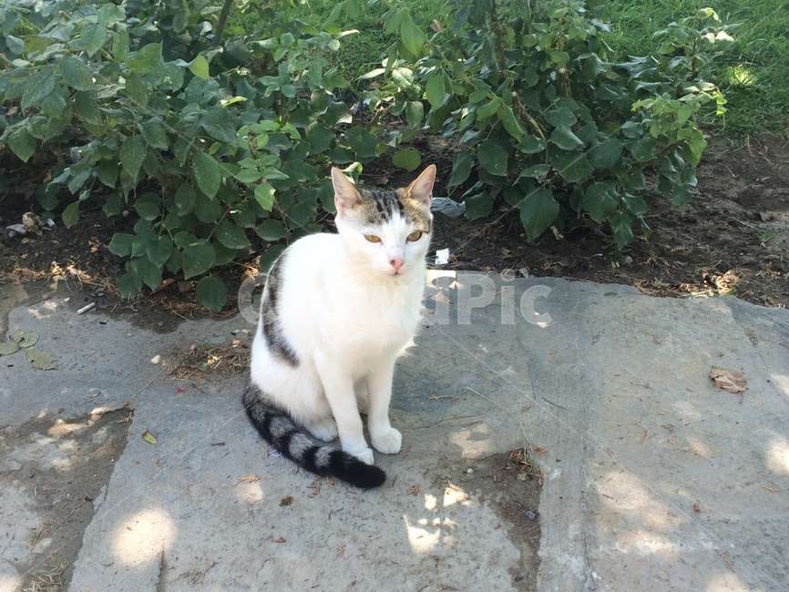 animal,동물,pet,cat,고양이,동물,animal,포유류,mammal,고양이,cat,kitten,kitty