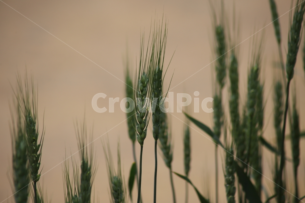 밀,소맥,농작물,식량,wheat