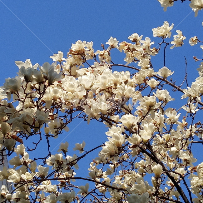 봄,꽃,목련,봄꽃,꽃나무,하늘,푸른,파란하늘,봄하늘,계절,springseason,따뜻함,식물,자연,plants,nature,flower,plant,blossom