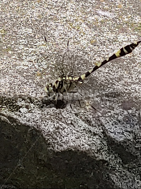 잠자리,줄무늬잠자리,대왕잠자리,여름잠자리,바위잠자리,곤충,벌레,insect,bug