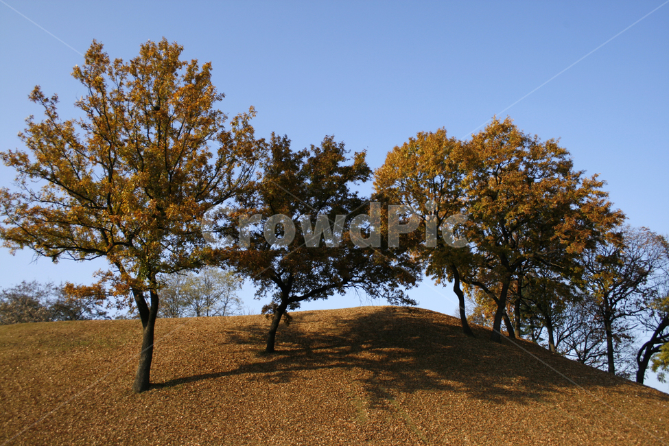 가을,단풍,풍경,나무,하늘,가을,계절,fall,autumn,season,tree,plant,식물,field,들,grassland,목초지,outdoors,옥외
