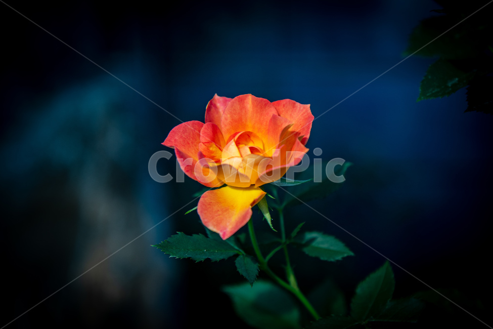 식물,세밀원,꽃한송이,아름다운,활짝핀꽃,식물,자연,plants,nature,꽃,flower