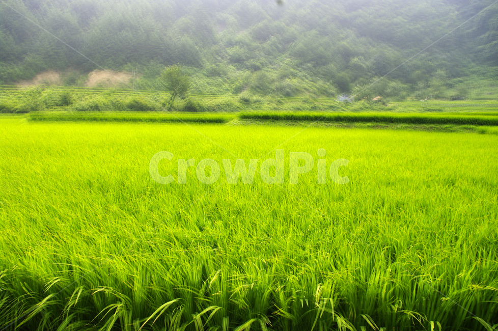 논,벼,초록,식물,plant,자연,풍경,nature,landscape,outdoors,옥외,grassland,목초지,field,들,paddy field,패디 필드