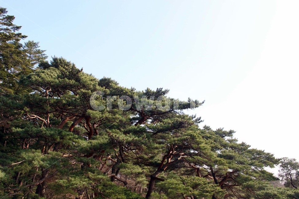 나무,하늘,자연,소나무,잎,풍경,식물,배경,가지,자연,풍경,nature,landscape,식물,plants,나무,trees,wood,tree,plant,fir,전나무