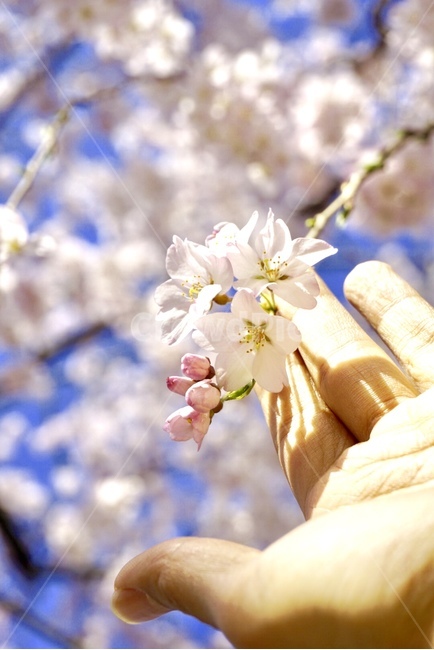 꽃,봄꽃,벚꽃,수양벚꽃,현충원,봄,계절,spring,season,식물,자연,plants,nature,꽃,flower,plant,blossom