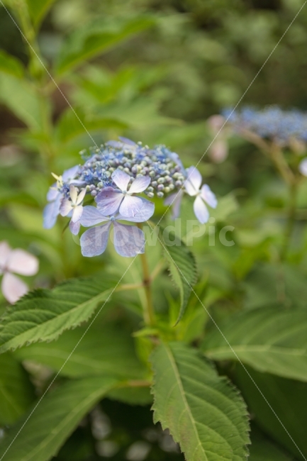 꽃,수국,풍경,자연,초록,식물,자연,plants,nature,꽃,flower