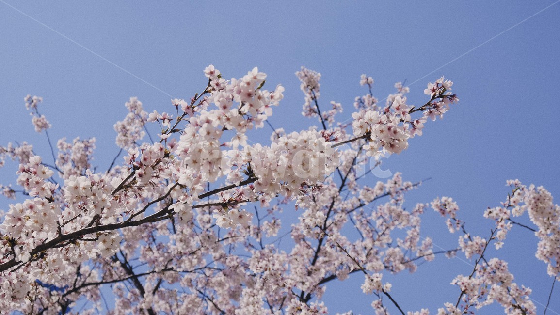 봄,벚꽃,꽃,풍경,벚꽃놀이,감성사진,자연,식물,하늘,봄,계절,spring,season,plant,blossom,flower