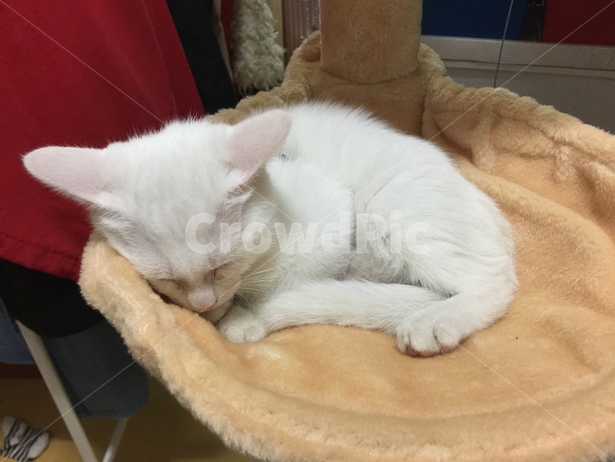 낮잠,수면,고양이,아기고양이,흰고양이,동물,animal,포유류,mammal,고양이,cat,kitten,kitty