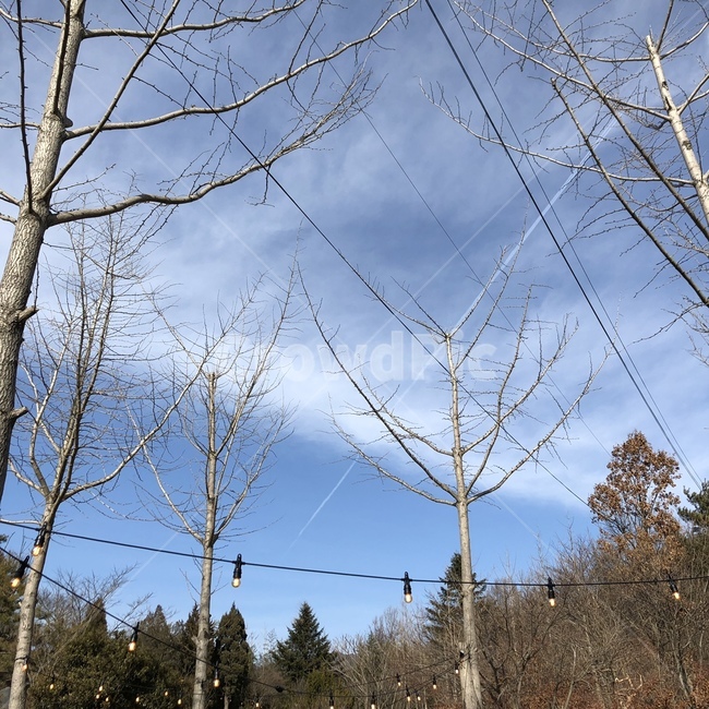 tree,나무,plant,식물,하늘,풍경,날씨