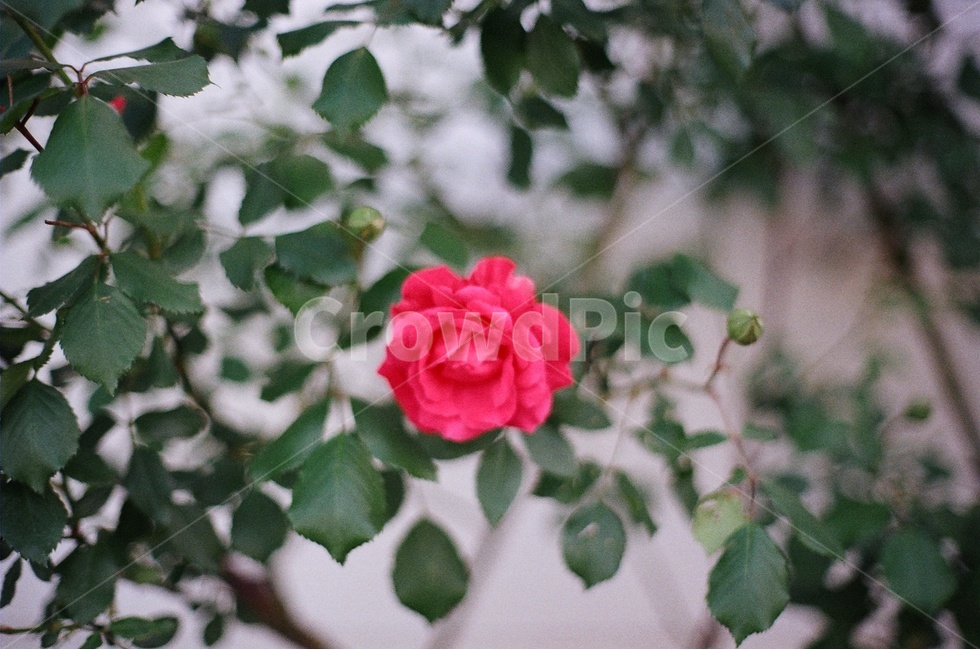 봄,꽃,장미,붉은장미,꽃사진,식물,자연,plants,nature,꽃,flower