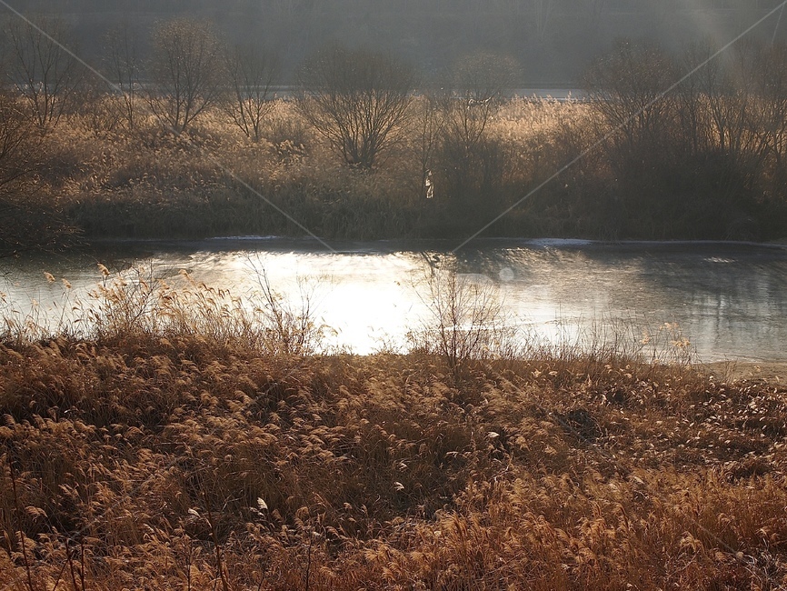 가을,갈대,억새,노을,해질녘,강,나무,자연,풍경,석양,일몰,fall,river,water,nature,reed,tree,sunset