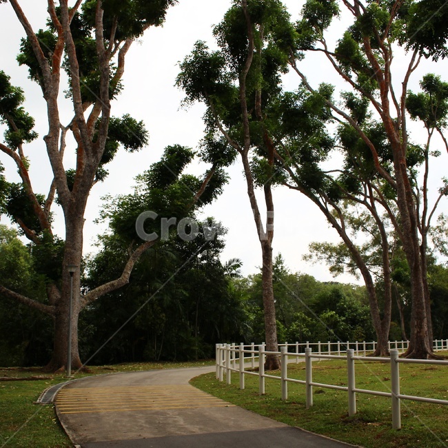 공원,산책,나무,풍경,park,자연,풍경,nature,landscape,식물,plants,나무,trees,wood,road,도로,tree,plant