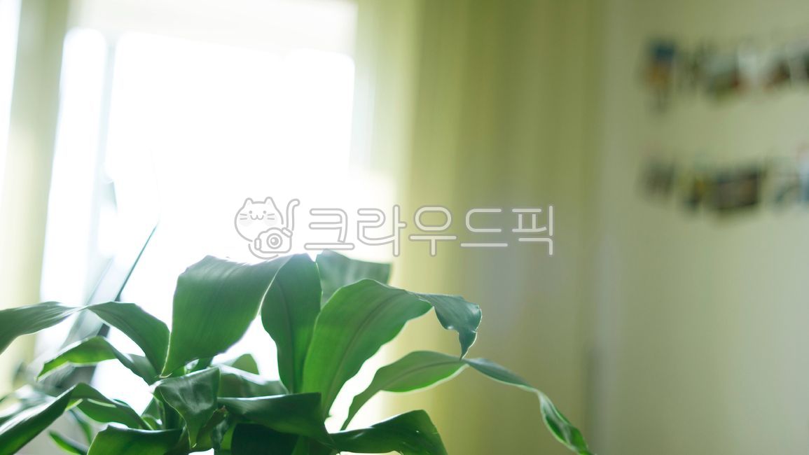 인테리어,그린테리어,산세베리아,그린식물,실내,그린색,초록식물,식물화분,초록잎,인테리어배경