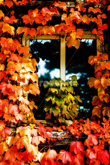 가을,나무,담쟁이,넝쿨,붉은색,가을,계절,fall,autumn,season,plant,식물,leaf,잎,tree,maple,단풍