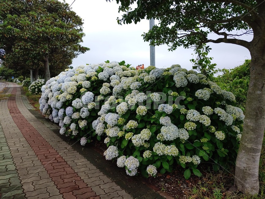 수국,제주,꽃,여름,연파랑,summer,flower,wild,beautiful,pretty,아름다운,예쁜,싱그런,fresh,nature,environment,자연,환경