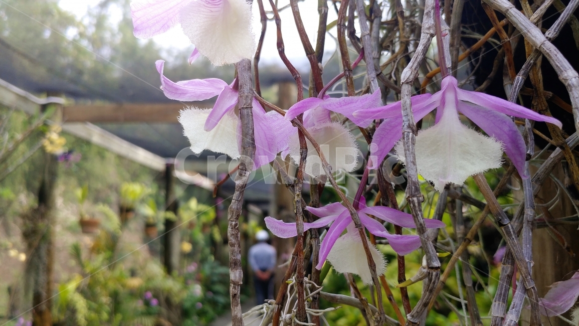 식물,열대꽃,서양난,오키드,남태평양,피지,섬,FijiIsland,SouthPacific,tropicalflower,Orchid,꽃,lightpink,식물,자연,plants,nature,꽃,flower