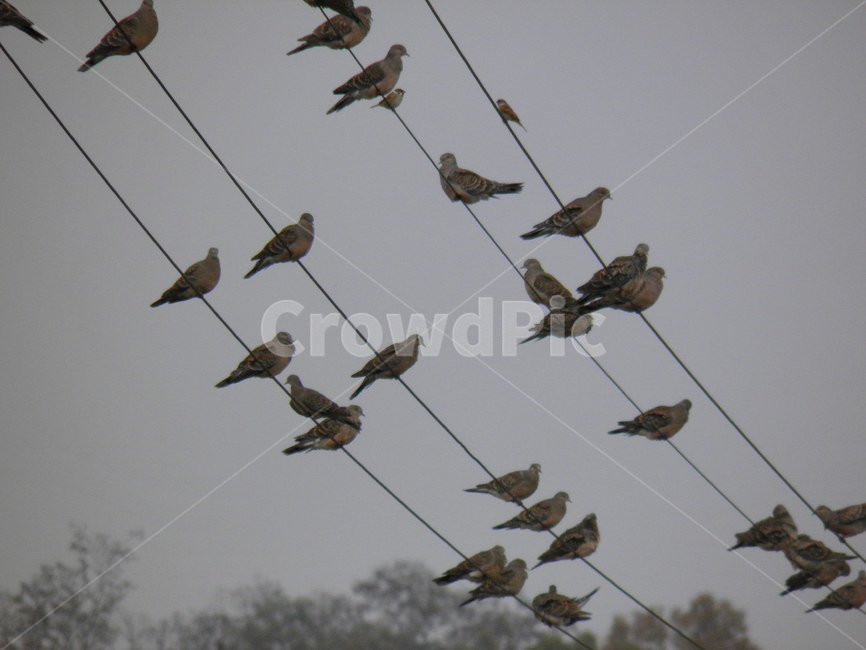 새,자연,아름다운,풍경,자연적인,동물,animal,조류,새,birds