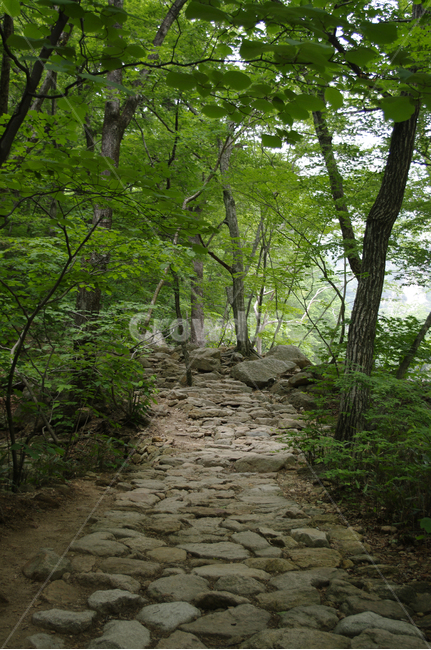 산,바위,풍경,나무,길,자연,풍경,nature,landscape,path,통로,walkway,보도,ground,바닥,flagstone,판석