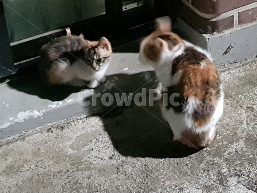 동물,고양이,길냥이,귀여움,생명,동물,animal,포유류,mammal,고양이,cat,kitten,kitty