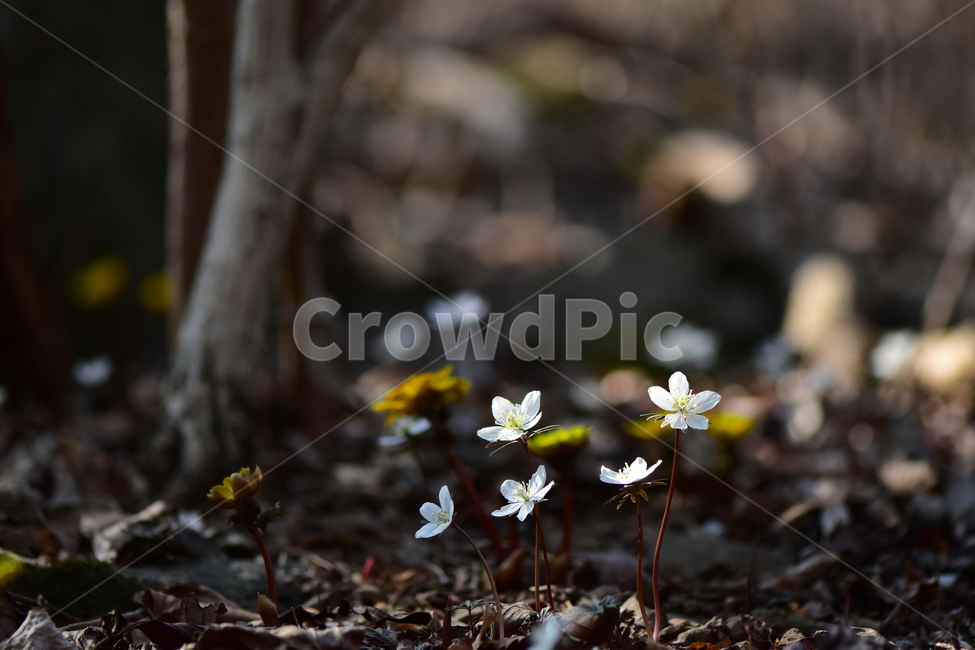 변산바람꽃,야생화,봄,꽃,흰색,자연,식물,식생,봄의전령사,풀꽃,미나리아재비과,식물,자연,plants,nature,꽃,flower